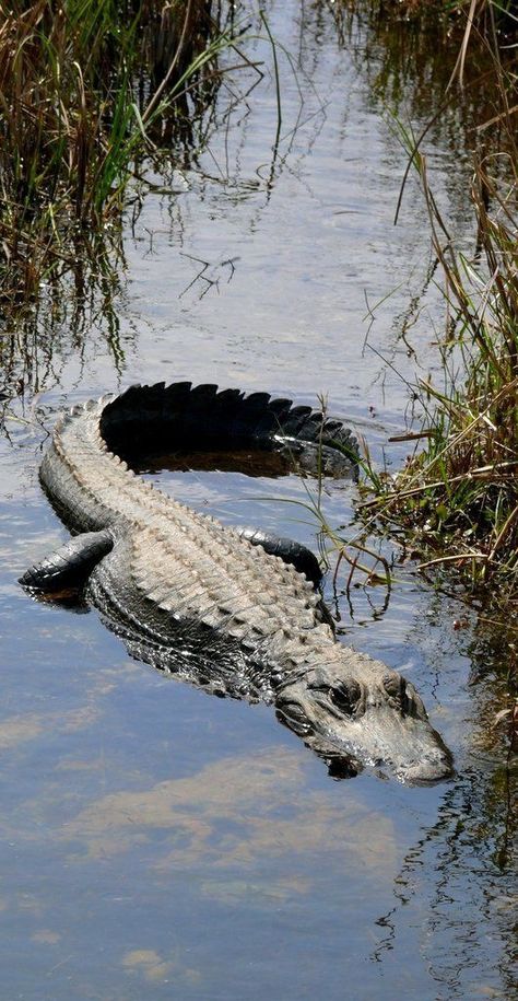 Amphibians Animals, Regnul Animal, Everglades Florida, Everglades National Park, Florida Living, Visit Florida, Old Florida, Crocodiles, Reptiles And Amphibians