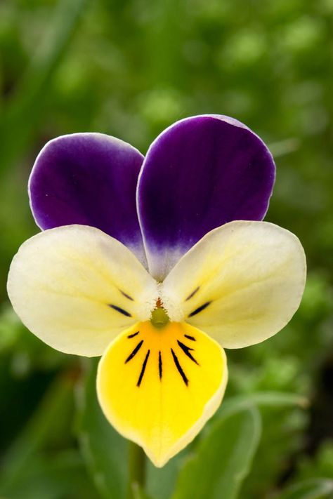 Viola Tricolor, Snapdragon Flowers, Viola Flower, Nails Flowers, Wallpaper Flower, Flower Nail Designs, Flower Nail, Flowers Wallpaper, Violet Flower