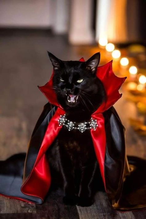 Cat costume! Cat Halloween Costume, Pet Halloween Costumes, Pose Fotografi, A Black Cat, Halloween Animals, Cat Costumes, Cat Aesthetic, Pet Costumes, Black Cat Halloween