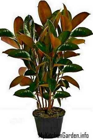 Parts Of The Plant, Rubber Tree Plant, Grafting Plants, Ficus Elastica, Tree Pruning, Birds And The Bees, Rubber Plant, Yard Care, Nature Pics