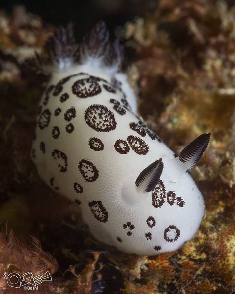 Bunny Sea Slug, Cool Sea Creatures, White Mantle, Deep Sea Creatures, Sea Snail, Fluffy Bunny, Sea Slug, Underwater Creatures, Little Critter