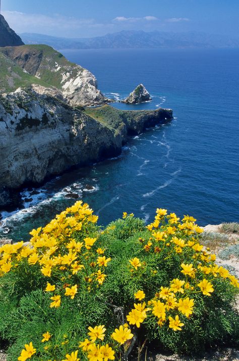 ISLAND PACKERS CRUISES CRUISING THE CALIFORNIA CHANNEL ISLANDS FOR EDUCATION, RECREATION AND RESEARCH SINCE 1968. Santa Cruz Island California, Pelican Bay, Santa Cruz Island, Central Valley, Tide Pools, Channel Islands, Animal Species, Pine Forest, Trail Mix