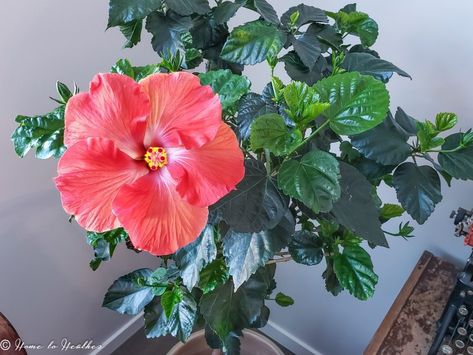 Hibiscus Plant Care – Troubleshooting and Pest Control Hibiscus Tree Care, Hibiscus Plant Care, Hibiscus Tea Benefits, Hibiscus Flower Drawing, Growing Hibiscus, Hibiscus Flower Tattoos, Hibiscus Tree, Hibiscus Rosa Sinensis, Hibiscus Plant