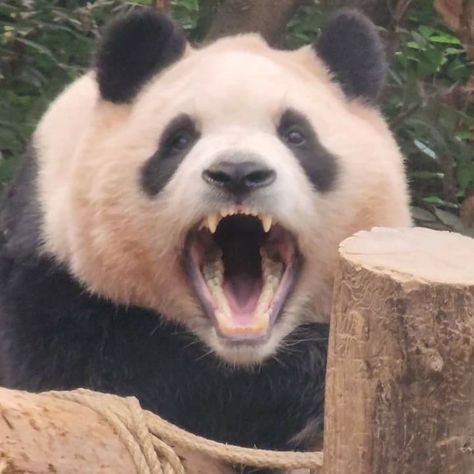 Angry Panda, Panda Bear, Animals And Pets, Animals, Pandas