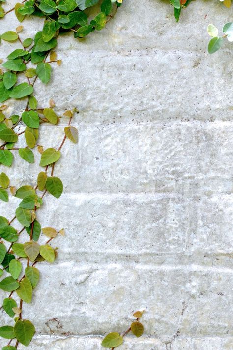 WHITE BRICK WALL WITH CREEPERS Ivy On Brick Wall, Creepers Plants, White Brick Wall, Citrus Trees, Forest Theme, Brick Wallpaper, White Brick, Plant Wall, Stone Wall