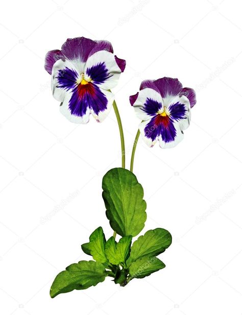 Pansy Leaves, Inktober 2024, Pansies, Free Image, Green Leaves, Free Images, Violet, Stock Photos, Green