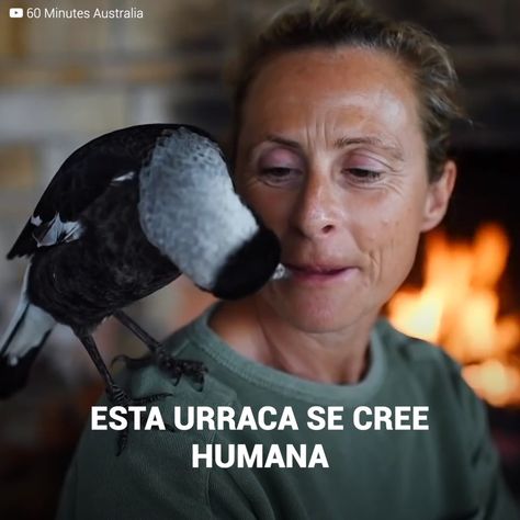 Upsocl Verde - La urraca que se jura humana y salvó la vida de una madre Movie Posters, Film Posters