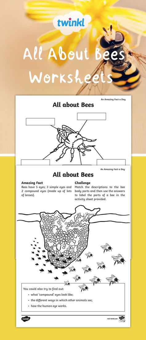 All About Bees Worksheets Bee Worksheet, All About Honey Bees, All About Bees For Kids, Lifecycle Of A Bee, Learning About Bees, Parts Of A Bee Free Printable, Bee Facts For Kids, Bee Inquiry, Bees For Kids