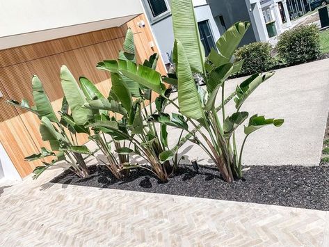 Millsom family build on Instagram: "It’s reassuring you are on the right track with landscaping ideas when you go to a display home and their front yard has exactly what you had put into your landscaping plan six months ago. This row of plants is exactly what I envisioned for our front area next to our driveway, except we will be having a fence between them and the driveway for privacy. #frontgarden #landscapedesign #brightonhomesau #letlifein #builddesign #plants #buildingourfamilyhome #buil Driveway Plants, Front Yard Hedges, Hedges Landscaping, Driveway Landscaping, Concrete Driveways, Landscape Plan, Landscape Plans, Front Garden, Landscaping Ideas