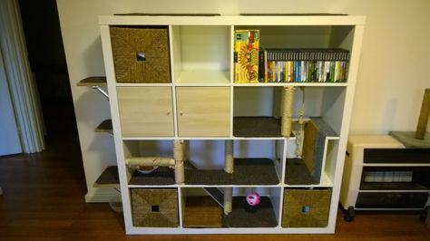 Ikea bookshelf hack for cats Diy Cat Bookshelf, Kallax Cat, Cat Organization, Bookshelf Hack, Ikea Hacks For Cats, Ikea Bookshelf Hack, Diy Cat Shelves, Ikea Cat, Ikea Bookshelf