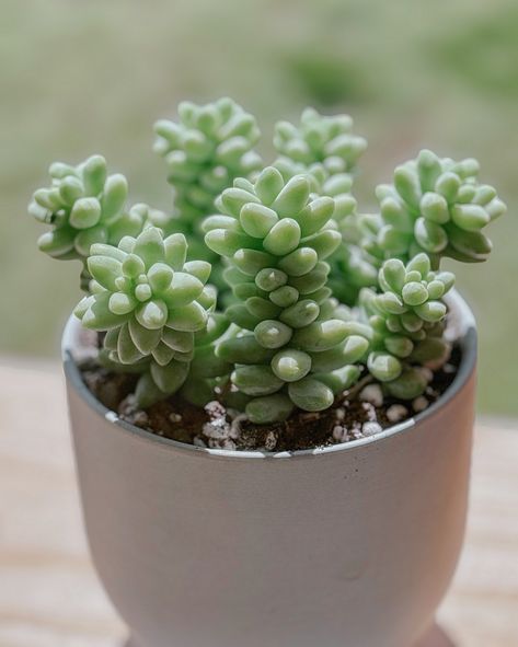 How cute is this sedum?! 😍 . . . #succulents #succulentlove #succulenta #sedum #sedumburrito Sedum Succulent, April 20, Succulent, Room Decor, Instagram Posts, Books, On Instagram, Instagram