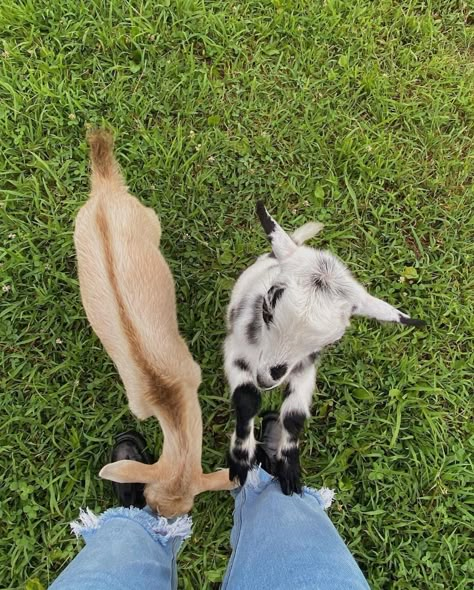 Cute Farm Aesthetic, Farm On The Beach, Life On A Farm, Simple Dinner For One, Farm Goats, Farm Vibes, Farm Aesthetic, Cute Farm Animals, Future Farms