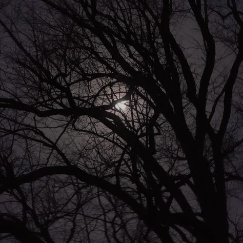 Spooky Tree, Spooky Trees, Black Tree, Tree Photography, Phone Wallpaper Images, Phone Wallpaper, Photography