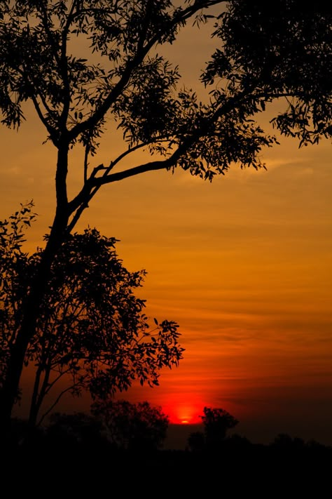 Sunset With Trees, Sunset Photography Nature, Sunset Trees, Abstract Tree Painting, Beautiful Scenery Photography, Tree Sunset, Good Morning Beautiful Flowers, Blur Background In Photoshop, Red Sunset