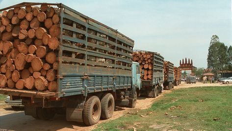 Report: Illegal Logging Still Rampant in Cambodia’s Prey Lang Forest Illegal Logging, American West, Cambodia, Be Still, Government, Forest, Log In