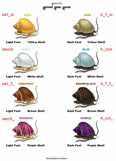 MSCGP | Hypothesis Snail Names Ideas, Mystery Snails, Aquarium Snails, Snail Tank, Apple Snail, Pet Snails, Fish Tank Themes, Fish Tank Design, Tropical Fish Aquarium