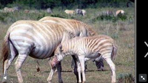 Golden Zebra, Horse Markings, Albino Animals, Horse Inspiration, Animal Magic, Unusual Animals, Rare Animals, Zebra Stripes, White Zebra