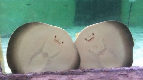 stingray pups cookies and cream Sea Slug, Water Animals, Funny Tattoos, Silly Animals, Marine Animals, Animal Videos, Ocean Animals, Sunshine Coast, Ocean Life