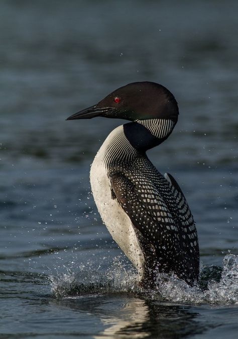 Common Loon Photography, Animal Pictures Photography, Loon Carving, Draw Duck, Loon Photo, Loon Art, Loon Tattoo, Loon Bird, Common Loon