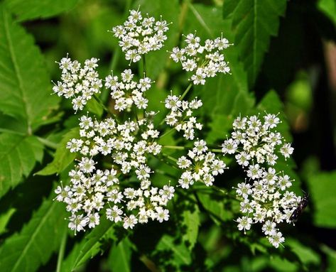 It is a tall, invasive, highly poisonous weed that is sometimes mistaken for one of its crop relatives as it looks like an herb. Dangerous Plants, Water Hemlock, Plants Landscape, Perennial Herbs, Landscape Architects, Tall Plants, Heirloom Seeds, Landscape Architect, Perennials