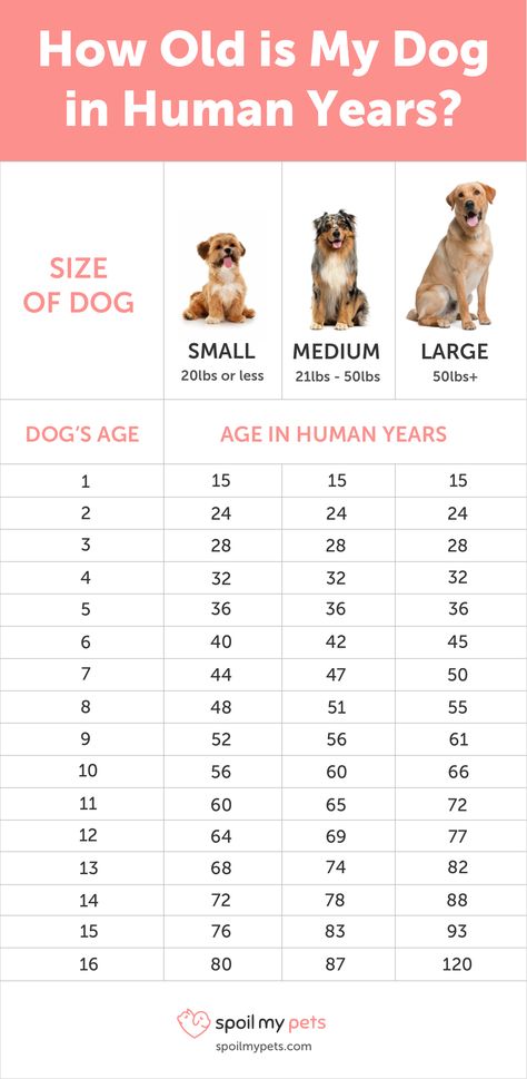 Dog Age Chart: See How Old Your Dog is in Human Years Dog Years Chart, Dog Age Chart, Dog Wellness, Dog Ages, Dog Years, Dog Care Tips, Obedience Training, Pet Hacks, Dog Obedience