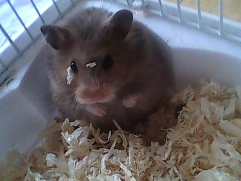 Brown Hamster Siberian Hamster, Brown Hamster, Pet Hamster Aesthetic, Brown Syrian Hamster, Hamster Staring At Phone, Teddy Bear Hamster Long Haired, Hamster With Big Eyes, Hamster House, Syrian Hamster