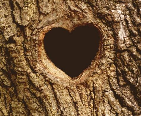 "Heart" in tree... Hearts In Nature, Deeper Well, Forest Decorations, Enchanted Forest Decorations, Tree Hole, Heart Pics, Enchanted Tree, Image Positive, Heart In Nature