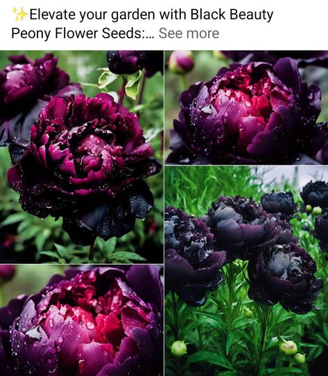 Goth Garden, Rosie Posie, Dark Elegance, Hosta Plants, Future Garden, Gothic Garden, Gifts For Loved Ones, Have Inspiration, Yard Design