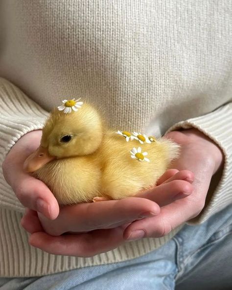 Ducks, A Small, Pet, Yellow, Instagram