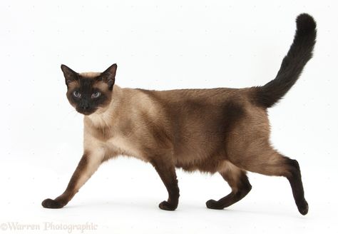 Seal Point Siamese Cats