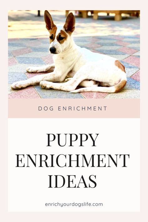 Puppy Enrichment activities and ideas Enrichment Activities For Puppies, Canine Enrichment Ideas, Puppy Enrichment Ideas, Puppy Enrichment, Canine Enrichment, Puppy Life, Bred 4, Dog Minding, Dog Enrichment