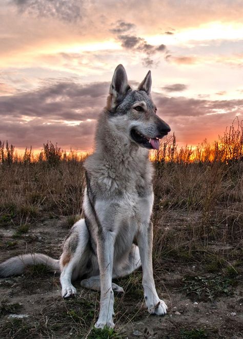 Czech-Vlcak-Tres-Bohemes-7 Czechoslovakian Vlcak, Saarloos Wolfdog, Tamaskan Dog, Czechoslovakian Wolfdog, Wolf Dogs, Rare Dog Breeds, Wolf Hybrid, Dog Breeds List, Rare Dogs