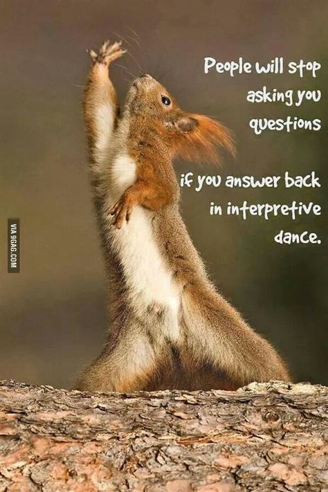 People will stop asking you questions if you answer back in interpretive dance. Ginyu Force, Interpretive Dance, Dance Funny, Spirit Bear, A Squirrel, 웃긴 사진, Funny Animal Memes, E Card, Funny Animal Pictures