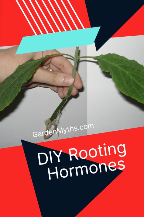 Rooting cuttings is a lot of fun and DIY rooting hormones can be used. Find out which ones perform the best. photo by Artofactivism Rooting Hormone Diy, Garden Techniques, Plant Grafting, Willow Water, Growing Garden, Rooting Hormone, Growing Gardens, Citizen Science, Aloe Vera Juice