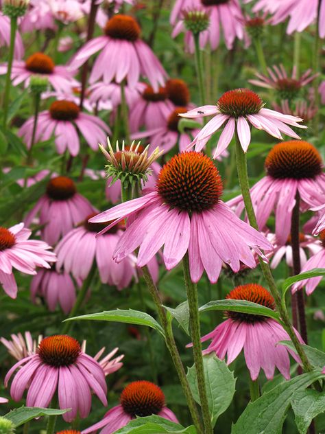 Magnus Coneflower, Purple Coneflower, Prairie Garden, Flower Guide, Echinacea Purpurea, Mid Summer, Raised Planter, Wildflower Garden, Outdoor Lawn