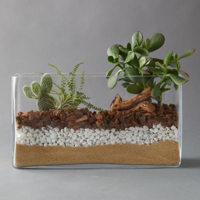 How To Grow Cactus, Succulent Garden Landscape, Open Terrariums, Terrarium Wedding, Cactus Terrarium, Terrarium Bowls, Terrarium Supplies, Cactus Care, Terrarium Diy