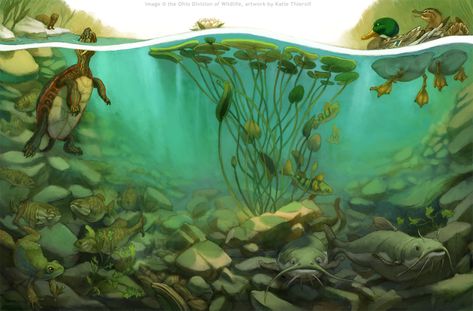 Underwater Pond, Underwater River, Underwater Illustration, Pond Drawing, Underwater Painting, Frog Illustration, Underwater Scene, Pond Life, School Murals