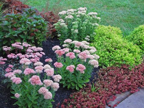 “Prune in June” – Sedum ‘Autumn Fire’ – UPDATE | AN OBSESSIVE NEUROTIC GARDENER Autumn Joy Sedum, Autumn Fire, Sedum Plant, Full Sun Perennials, Landscaping Inspiration, Sun Perennials, Apartment Garden, Horticulture, Front Yard Landscaping