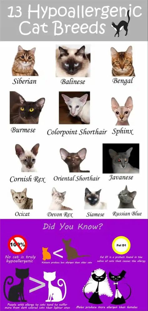 Best Cat Breeds For Allergies, Hyperallergic Cats, Colorpoint Shorthair Cat, Pretty Cat Breeds, Friendly Cat Breeds, Draw Cute Cat, Cute Cats Drawing, Cute Cat Pfps, Cute Cats Pfp