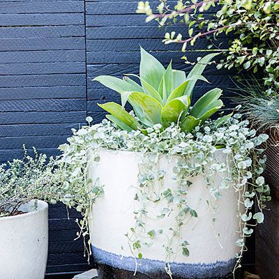 Light highlights: pale green agave (Agave attenuata) and trailing silver dichondra (Dichondra argentea ‘Silver Falls’) Ideas For Succulents, Dichondra Silver Falls, Vegetable Garden Boxes, Small Urban Garden, Urban Garden Design, Backyard Garden Landscape, Silver Falls, Small Backyard Gardens, Pallet Garden