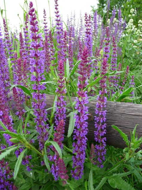 Wood Sage (Salvia nemorosa) Nectar Rich Plants for Garden Wildlife Salvia Plants, Meadow Sage, Salvia Nemorosa, Types Of Fungi, Woodland Plants, How To Dry Sage, Perennial Herbs, Sage Leaves, Dry Leaf