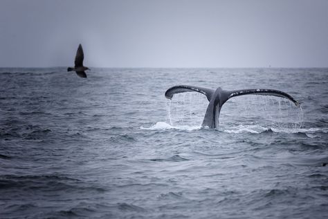 Whale Watching in Oregon - Where & When to See Whales in Oregon Blue Whale Pictures, Grayscale Photography, Pacific Coast Road Trip, Whale Pictures, Dolphin Tail, Oregon State Parks, Cannon Beach Oregon, Arctic Sea, Gray Whale