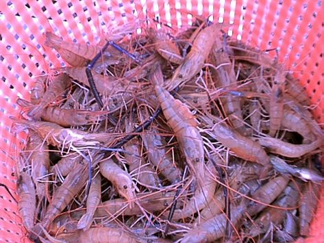 Freshwater Prawn Farming, Prawn Farming, Aquaponics Aquarium, Fish Information, Backyard Aquaponics, Hobby Farming, Farming Business, Prawn Shrimp, Bonsai Styles