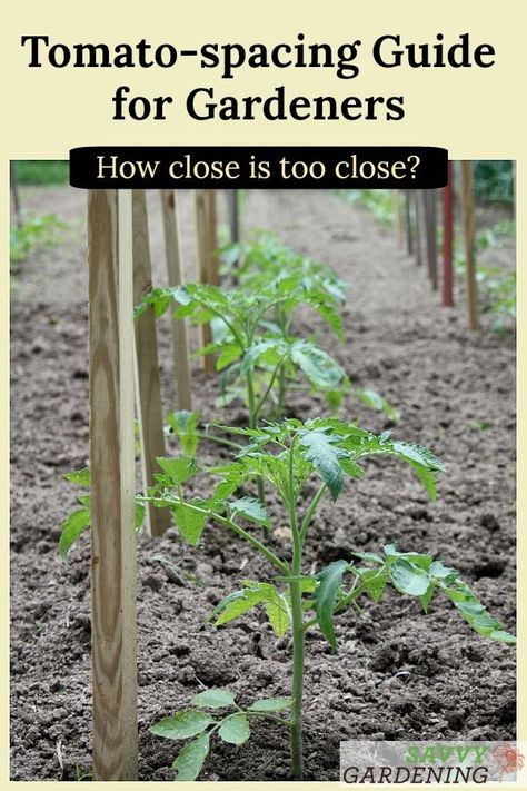 How far apart to plant tomatoes depends on the varieties you're growing and how you plan to support the plants. Learn some great tomato-spacing guidelines here. #gardening #vegetablegardening How Far Apart To Plant Vegetables, Garden Preserving, How To Plant Tomatoes, Tomato Planting, Tomato Stakes, Planting Tomatoes, Gardening Tomatoes, Vegetable Chart, Tomato Pruning