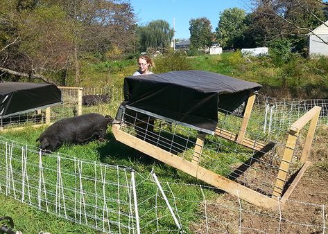 Getting Started with Pastured Pigs - Premier1Supplies Mobile Pig Shelter, Pig Tractor, Pig Shelter, Pastured Pigs, Livestock Shelter, Raising Pigs, Raising Farm Animals, Pen Ideas, Pig Pen