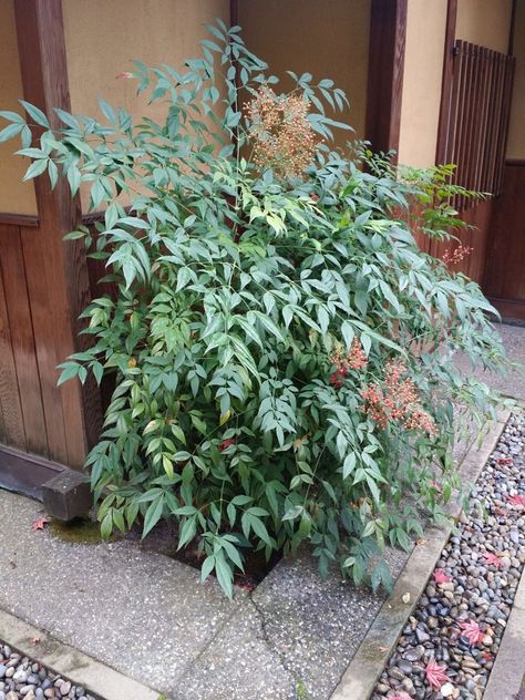 Heavenly Bamboo is a graceful shrub, not a true bamboo — Seattle Japanese Garden Golden Goddess Bamboo, Japanese Pond, Seattle Japanese Garden, Heavenly Bamboo, Nandina Domestica, Bamboo Hedge, Bamboo Landscape, Courtyard Ideas, Pond Garden