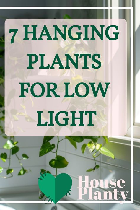 Discover the best hanging plants for low light that will thrive in your cozy corners! Perfect for adding life to dimly lit spaces. Hanging Plants Indoor Living Rooms, Best Hanging Plants, Indoor Plants Decor Living Room, Plants For Low Light, Entertaining Garden, Types Of Houseplants, Indoor Plant Wall, Hanging Plant Wall, Living Room Plants