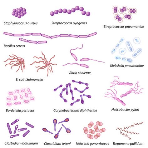 Bacteria Classification ( Read ) | Biology | CK-12 Foundation Microbiology Study, Klebsiella Pneumoniae, Streptococcus Pneumoniae, Clostridium Botulinum, Prokaryotic Cell, Microbiology Lab, Laboratory Technician, Vet Medicine, Medical Laboratory Science