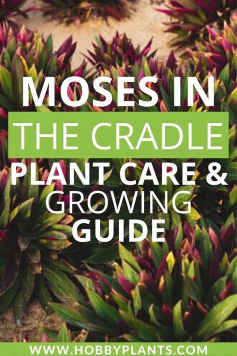 Moses in the Cradle Plant Care Moses In The Cradle Plant, China Doll Plant, Moses In The Cradle, Rubber Plant Care, Plant Care Instructions, Inside Plants, Pothos Plant, Plant Diseases, The Cradle