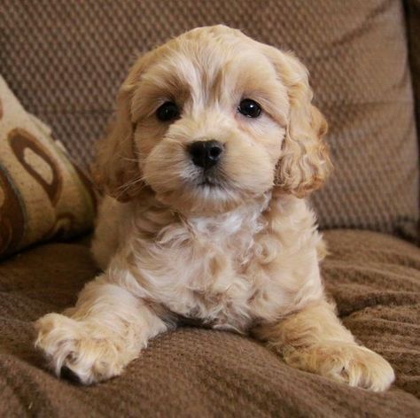 Baily the Cocker Spaniel Family Dogs Breeds, Tips For Dogs, Cockapoo Puppy, Best Dogs For Families, Cockapoo Puppies, Yorkshire Terrier Puppies, A Puppy, Family Dogs, Dog Behavior